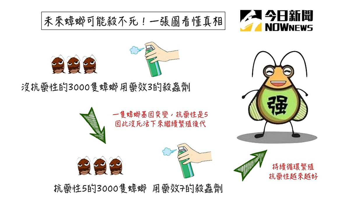 一張圖解析為何未來殺蟲劑殺不死蟑螂。 圖／NOWnews製