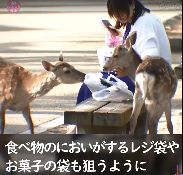 圖：翻攝NHK クローズアップ現代＋臉書