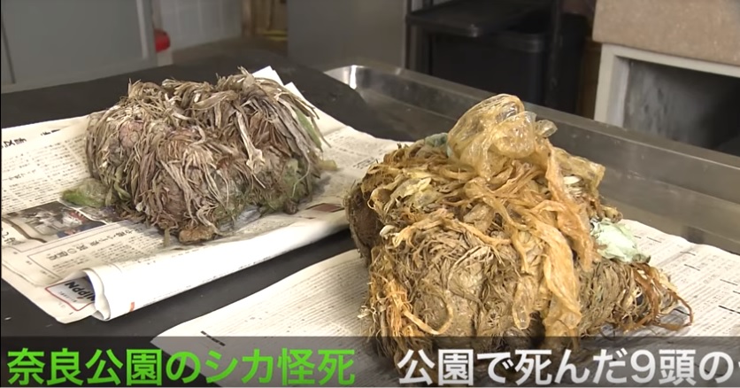 9隻慘死的奈良鹿胃中發現大量變成繩狀纏在一起的塑膠袋和零食袋，最大的達4.3公斤。 圖：翻攝Youtube