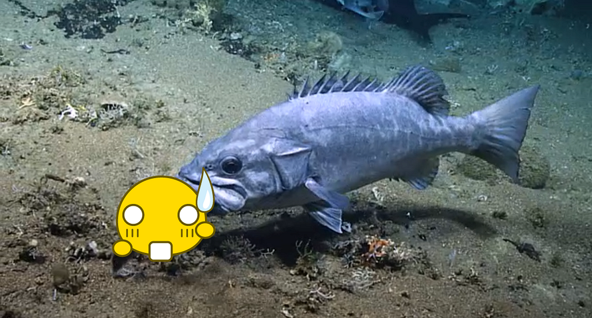美洲多鋸鱸（ Wreckfish ）從後面衝了過來，一口就把其中一隻鯊魚吞下肚。 圖／圖翻攝 NOAA 網站