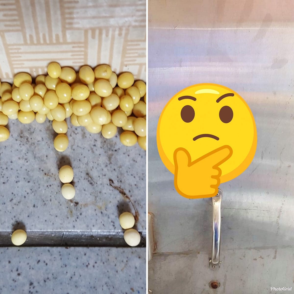 門口「百粒 BB 彈」狂灑！眾人秒曝卵主人真相：可胖到 2kg 。 圖／翻攝臉書爆系知識家