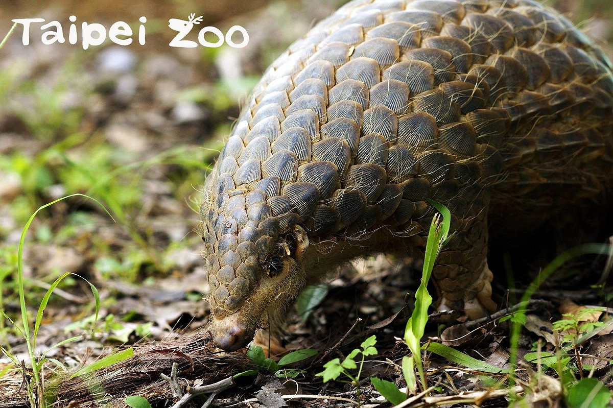熱帶雨林室內館是以穿山甲為意象設計建造。 圖：台北市立動物園／提供