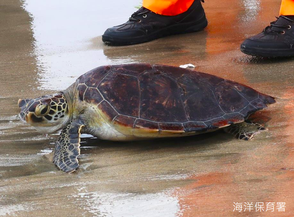 上半年累積48隻的死亡擱淺海龜中，約有54%體內擁有明顯的人造廢棄物。 圖：海保署／提供