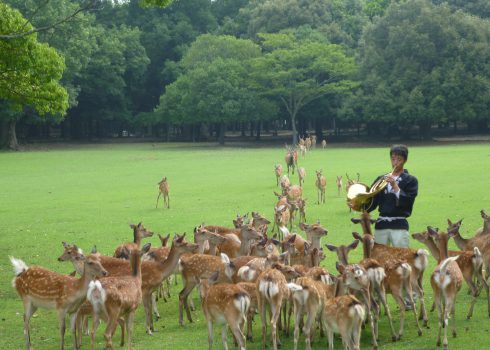 號角手吹響法國號，鹿群聽到音樂紛紛從公園各處竄出，聚集到他身邊。 圖：奈良市觀光協會官網／翻攝