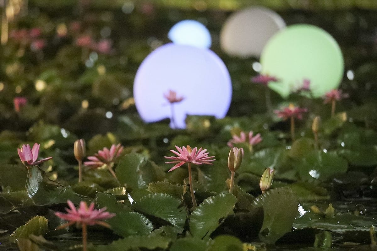 雙溪上林荷花田可夜賞睡蓮，圖為點綴的太陽能球燈與睡蓮相互襯托。 圖：新北市政府／提供