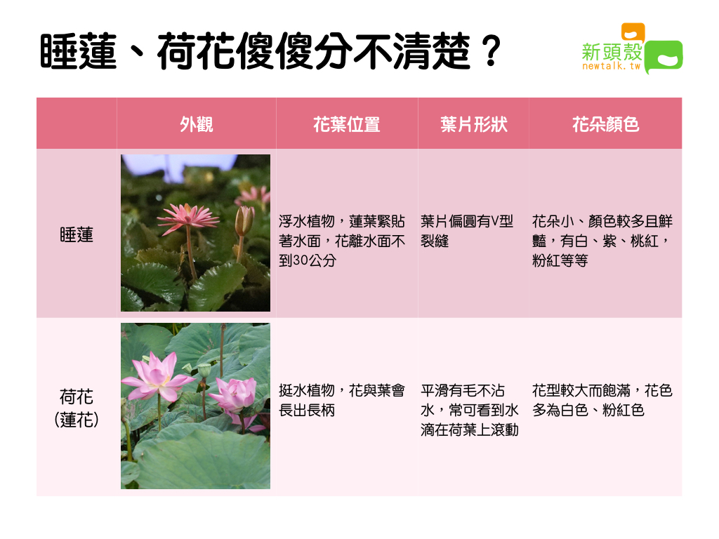 睡蓮及蓮花差異。 圖：新頭殼／製表