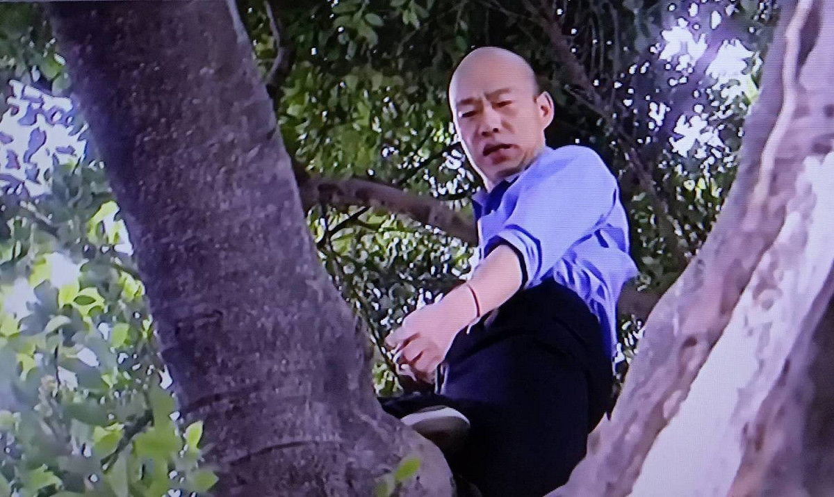 高雄市長韓國瑜24日視察登革熱防疫再出奇招，親自爬樹勘察樹洞有無積水、有無使用發泡綿填補。 圖：孫家銘/攝