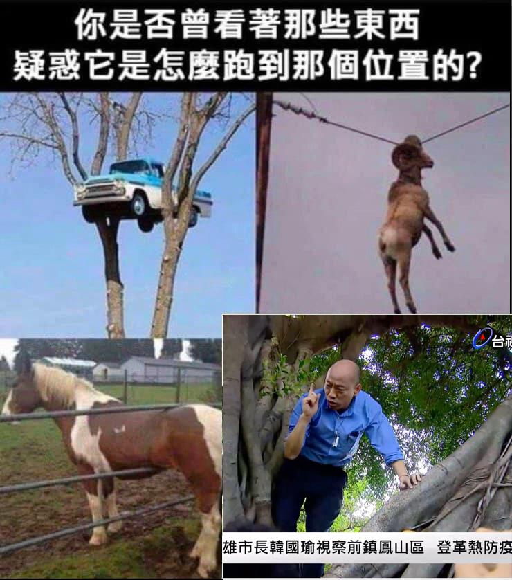 韓國瑜爬樹迷因。 圖：翻攝自面對87%的現實臉書粉絲頁