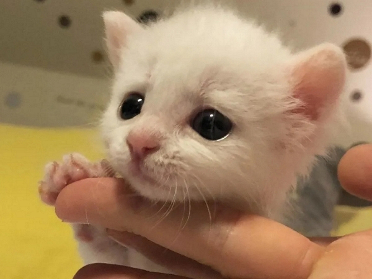 經過治療與緊密照顧，小金總算從鬼門關前走了回來。 圖／IG@kellyfosterkittens