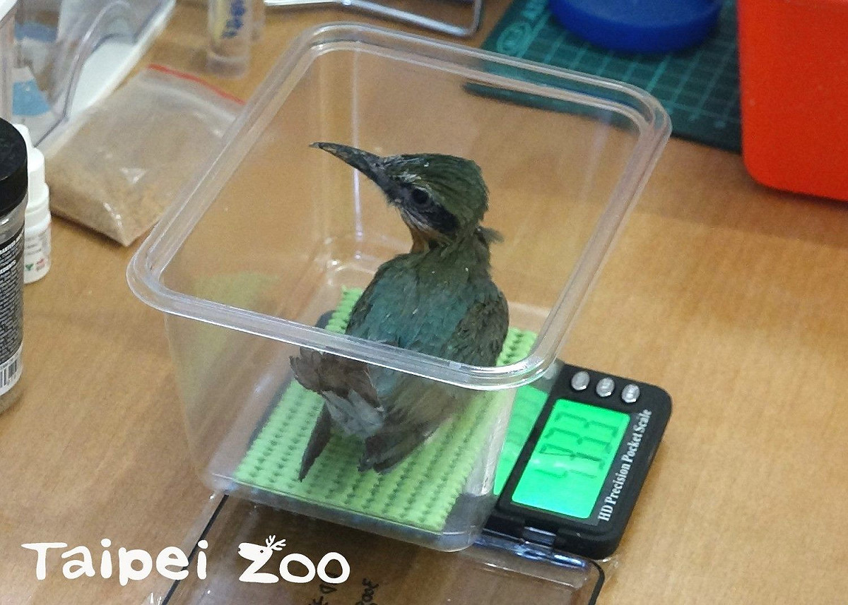 栗喉蜂虎寶寶測量體重。 圖：台北市立動物園／提供