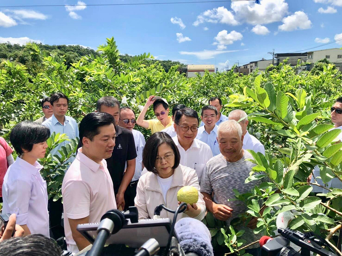 總統蔡英文今日前往宜蘭參訪，出席「宜蘭全民供佛齋僧暨孝親報恩大會」，並來到「紅心芭樂果園」為水果代言。 圖：翻攝自陳歐珀臉書粉絲團