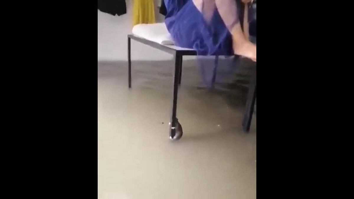 人鼠同避水患，形成相當有趣的畫面。 圖／記者陳聖璋翻攝自臉書