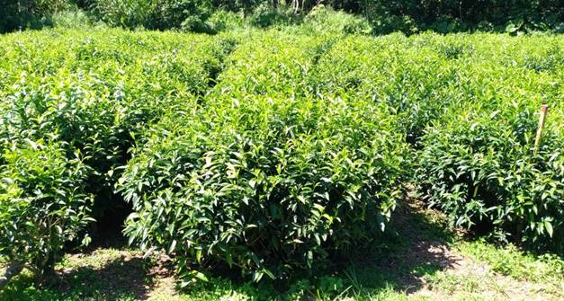 茶改場台東分場原生山茶栽培情形。 圖：農委會／提供