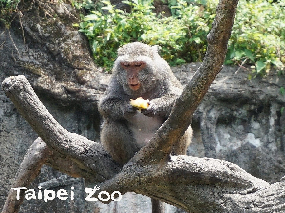 台灣獼猴性情大不同，每隻吃冰的方式都不一樣。 圖：台北市立動物園／提供