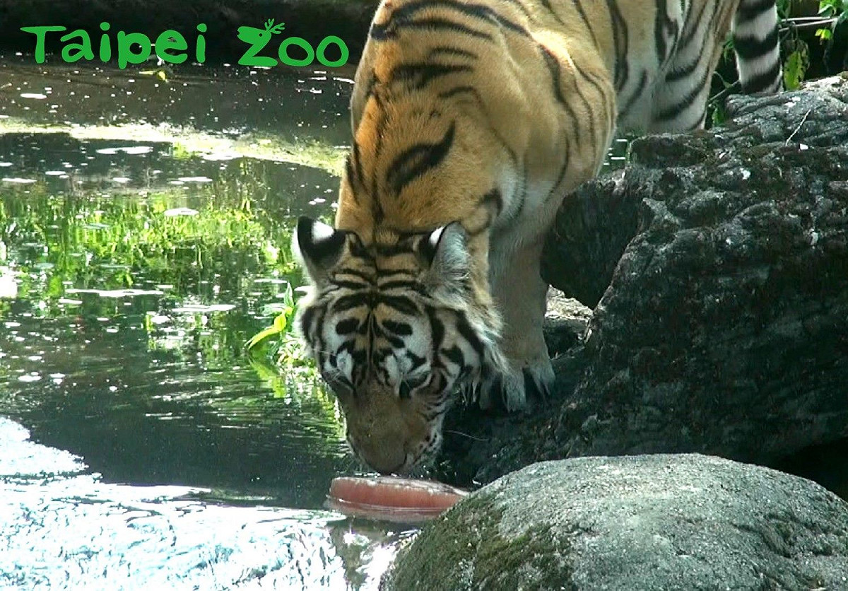 因應不同物種需求，動物園特製專屬冰品，種類涵蓋水果冰、清冰、肉冰、血水冰及魚冰等。 圖：台北市立動物園／提供