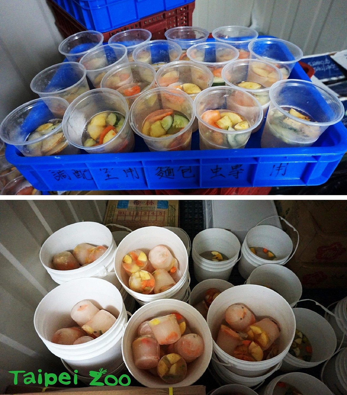 最受雜食動物喜愛的水果冰，由季節限定的西瓜、木瓜、鳳梨、蘋果、胡蘿蔔及地瓜等新鮮蔬果與飲用水調製冷凍而成。 圖：台北市立動物園／提供