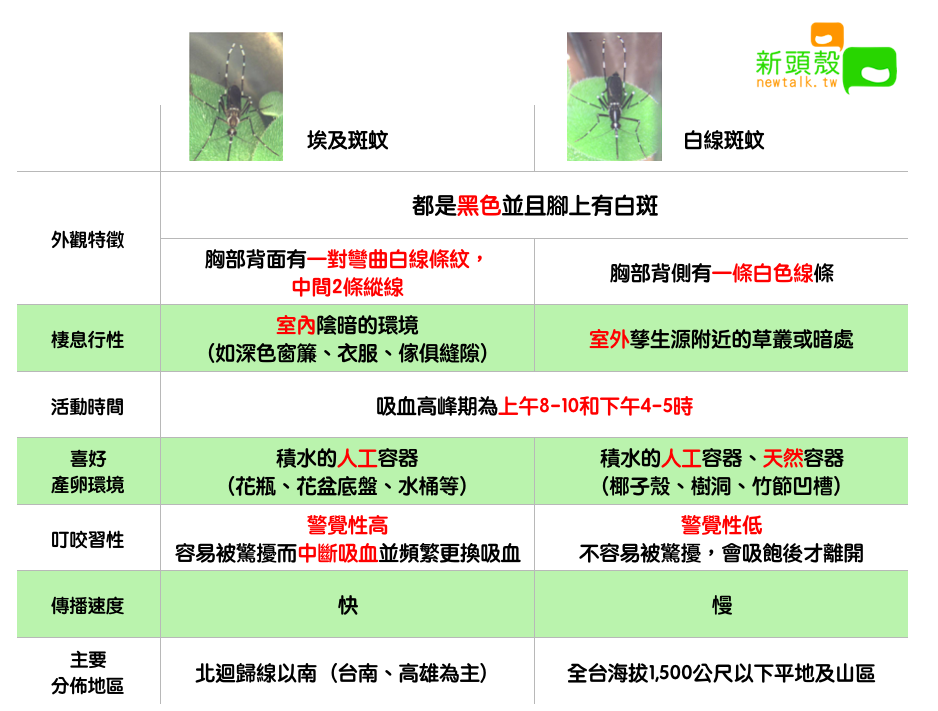 埃及斑蚊和白線斑蚊的比較 圖：新頭殼/製表