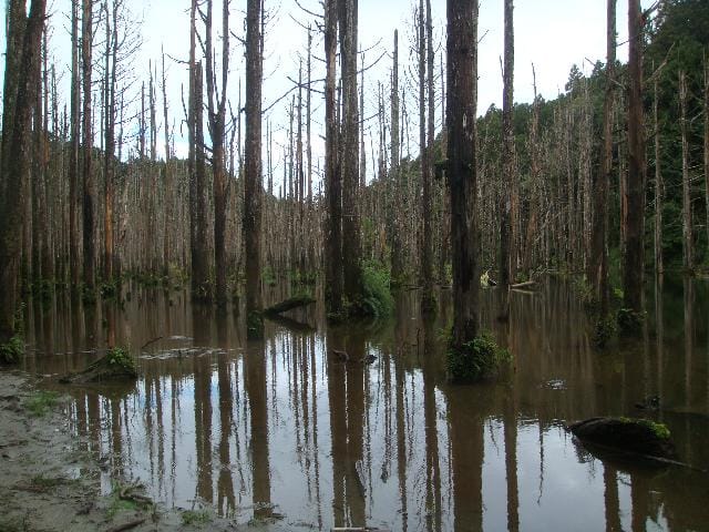 水漾森林枯木立在湖中的夢幻奇景，使之成為熱門的登山路線。 圖：取自玉山國家公園我的玉山部落格
