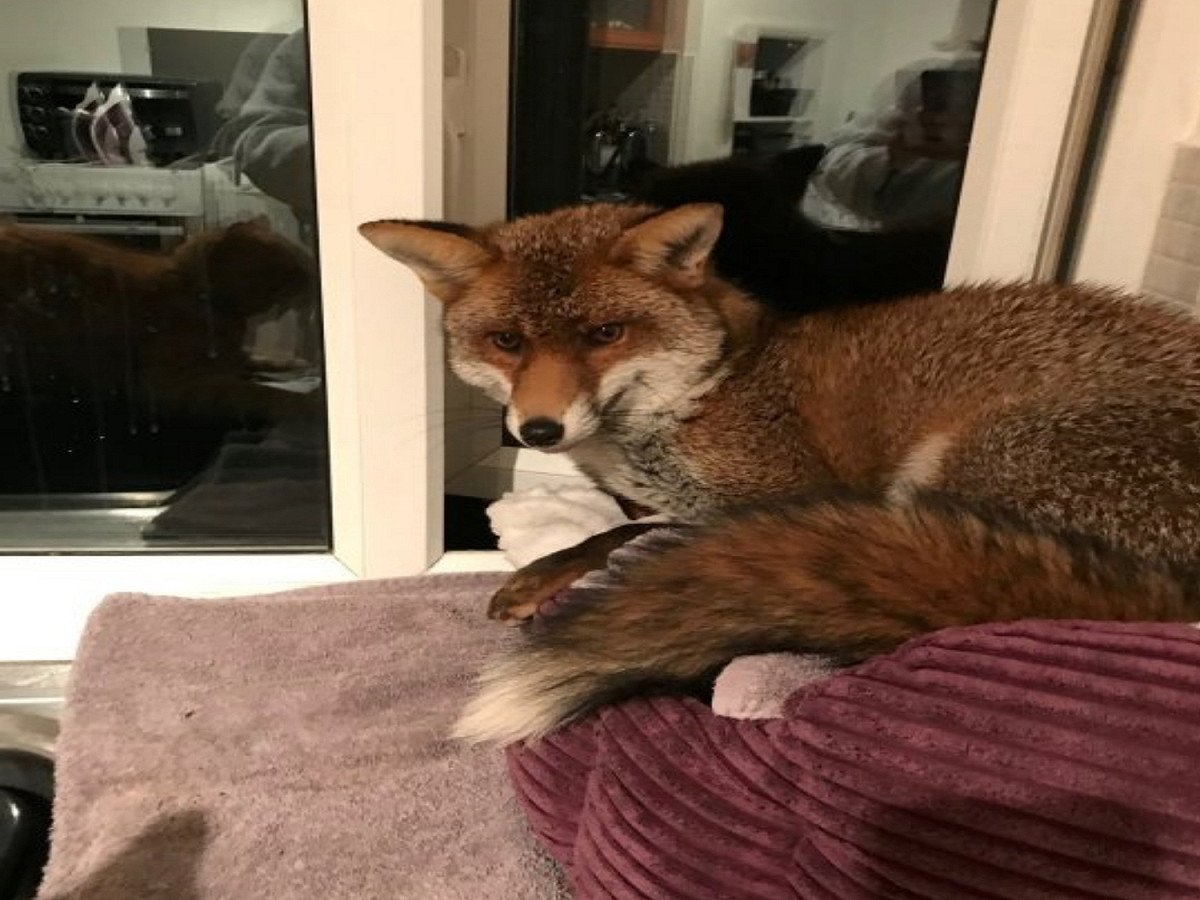 一隻野生狐狸偷溜進人類的家，並且睡在貓床上。 圖／boredpanda
