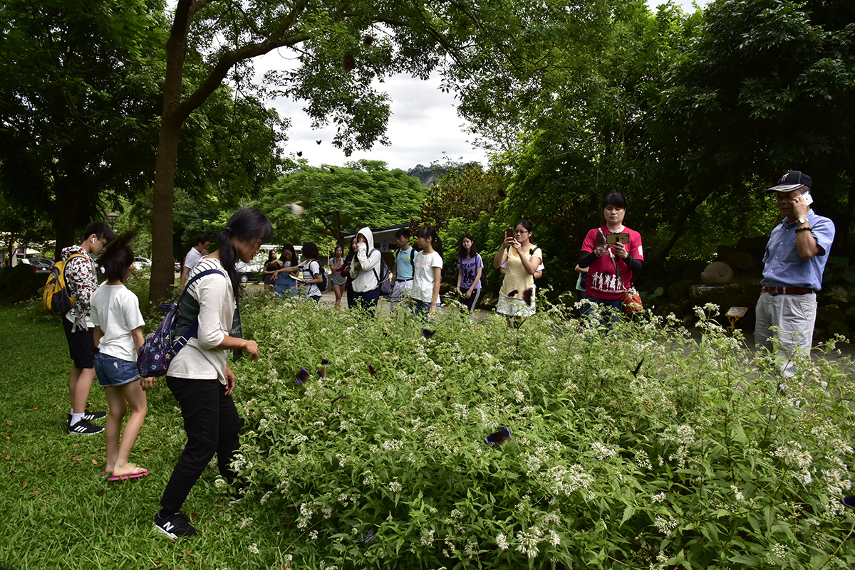 關子嶺賞蝶。 圖：西拉雅管理處／提供