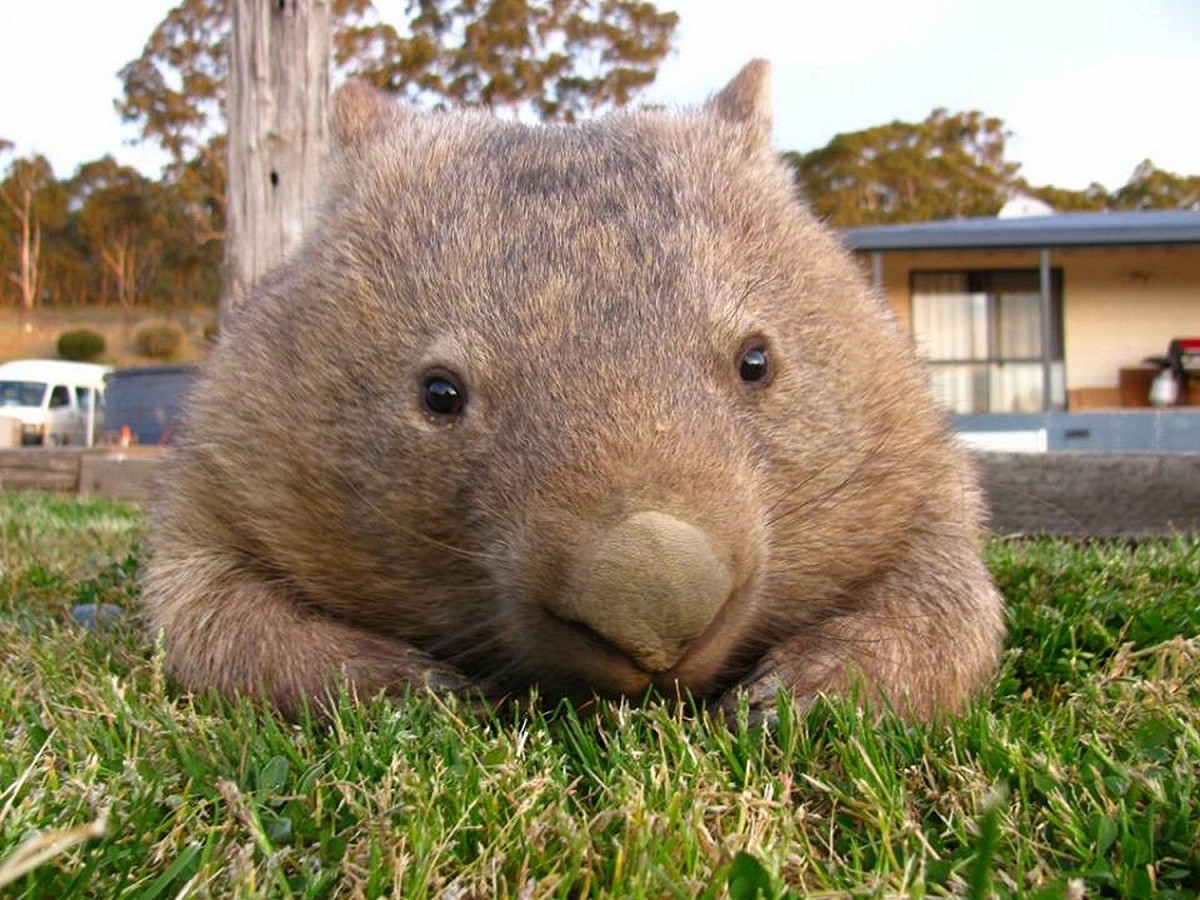 Sleepy Burrows Wombat Sanctuary收容了許多沒有被善待的袋熊，在這裡每隻袋熊都擁有幸福的生活。 圖/Facebook@SleepyBurrows