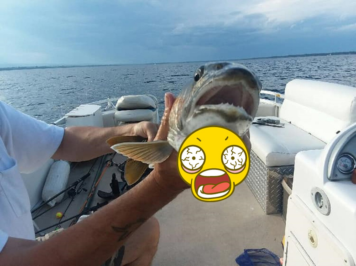 都市傳說怪物真的存在？美國紐約一名女子和老公到湖邊釣魚，沒想到拉起來的一隻魚，近看之後卻超級毛骨悚然。 圖／翻攝臉書 Knotty Boys Fishing