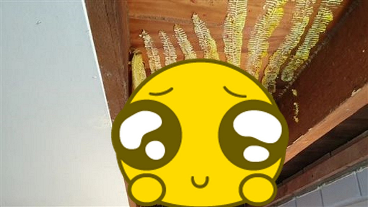 澳洲一名女屋主家中，拆開天花板一看，發現天花板夾層竟藏了一個 50 公斤的「巨無霸」蜂巢。 圖／翻攝 Brisbane Backyard Bees 臉書