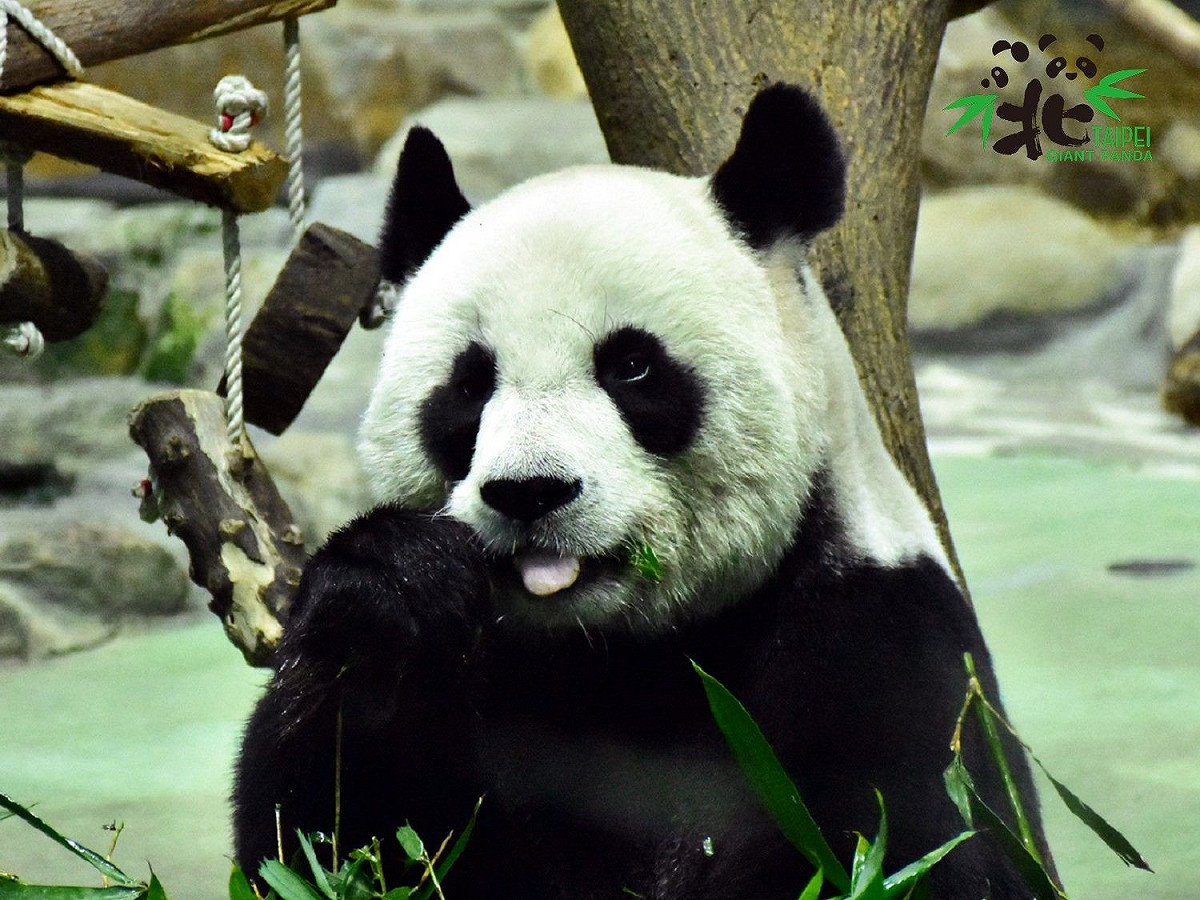 團團、圓圓是中國在2008年贈台的大熊貓。 圖：台北市立動物園／提供（資料照）