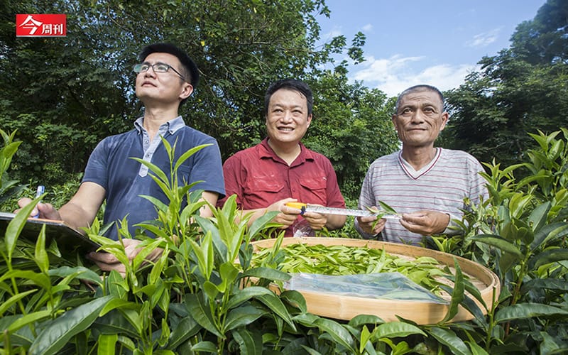 可別小看台茶24號，此台灣特有種歷經19年育種才誕生，成了台灣茶葉第一、也是目前唯一成功復育的原生山茶種，被譽為「茶界的櫻花鉤吻鮭」。 圖：今週刊/提供