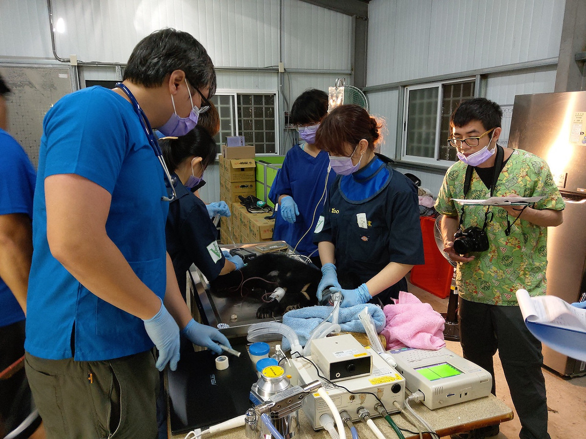 獸醫師今幫小熊進行健康檢查 圖：台東林管處/提供