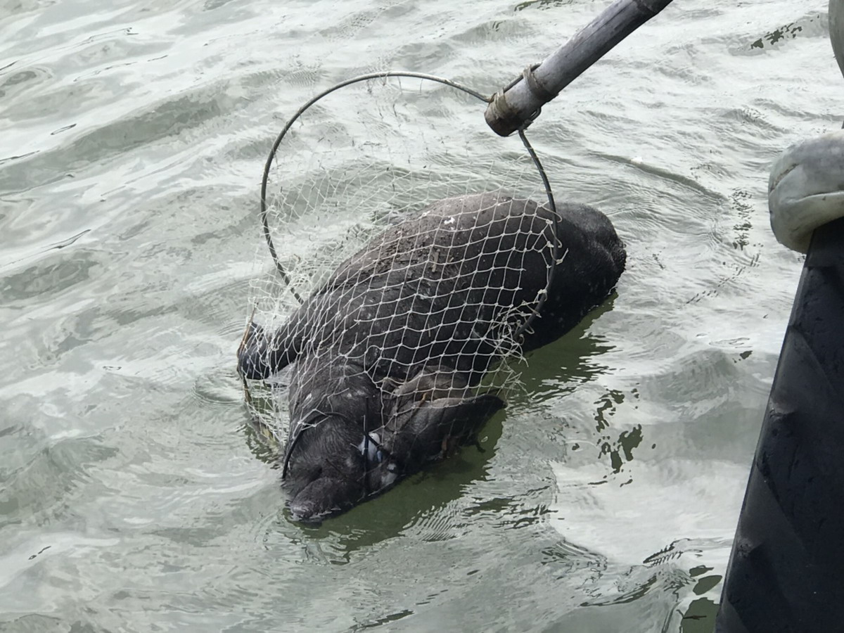 屏東縣動物防疫所今日接獲通報，在碼頭附近發現漂流豬屍。 圖：屏東縣政府提供