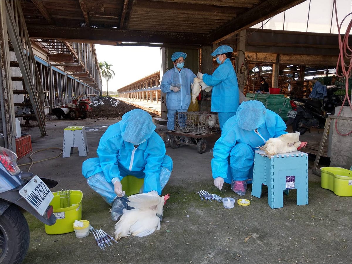 嘉義縣溪口鄉驚傳鵪鶉場感染禽流感，防疫人員前往撲殺。 圖：嘉義縣家畜疾病防治所/提供