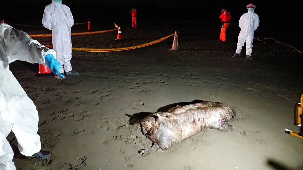 台南市動物防疫保護處2日晚間接獲通報北門區急水溪出海口南岸海灘上有一死豬。 圖：台南市動物防疫保護處／提供