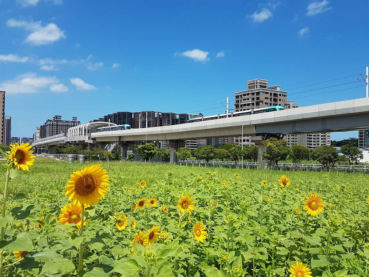 千朵向日葵在淡海輕軌站行政中心旁的空地綻放。 圖：新北市政府綠美化環境景觀處技術推廣課／提供