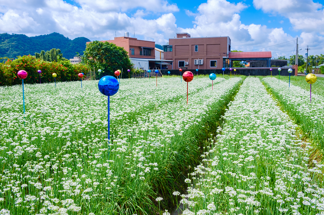 大溪韭菜花在9月盛開，花期可持續一整個月。 圖：謝佳真／攝