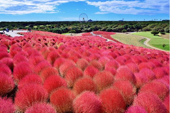 誰說日韓秋天只有楓葉能看？10月紅色波波草海、浪漫的粉紅亂子草海也將席捲日韓，為楓葉季暖身。 圖：翻攝自國營常陸海濱公園官網