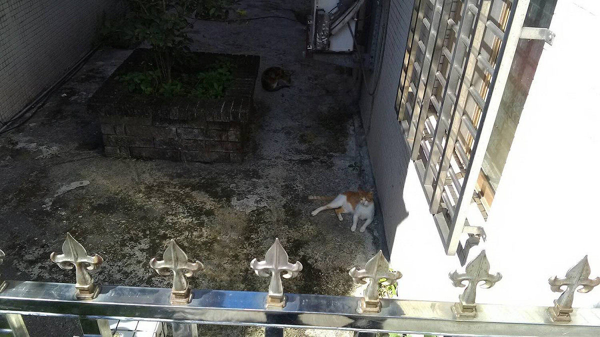 所幸鐵網在傷害動物之前就撤下，圖為防火巷內兩隻流浪貓正在乘涼。 圖：新北市動保處／提供
