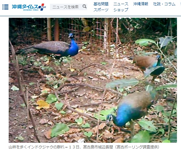 印度孔雀在日本宮古島落地生根，對當地農作物與生態造成嚴重破壞，遭到下令撲殺。 圖：翻攝自《沖繩時報》