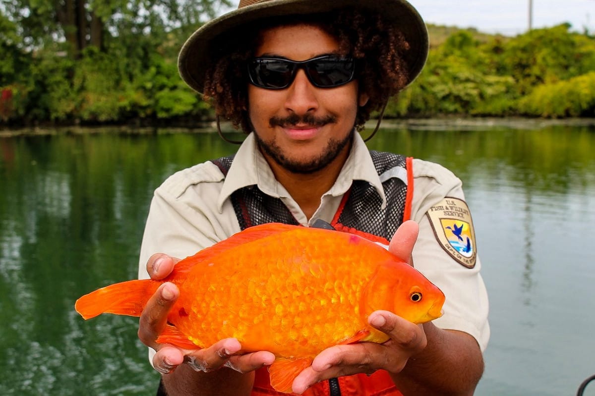 在汙水處理廠下游捕獲的金魚，體型足足放大 20 倍！ 圖／翻攝自 Buffalo Niagara Waterkeeper 臉書