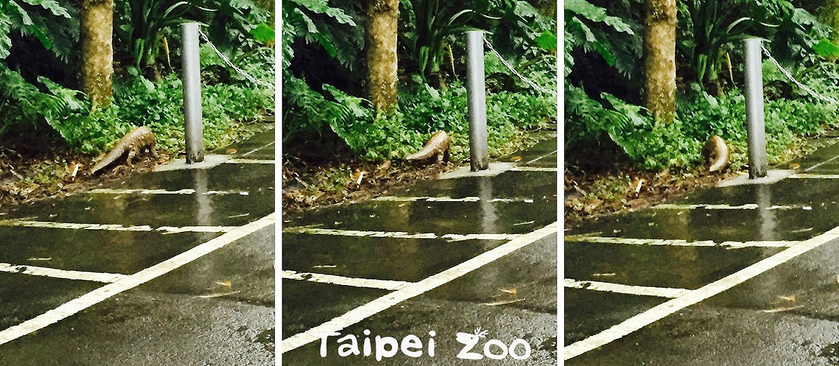 北市動物園同仁在園區內巧遇野生穿山甲。 圖：台北市立動物園／提供