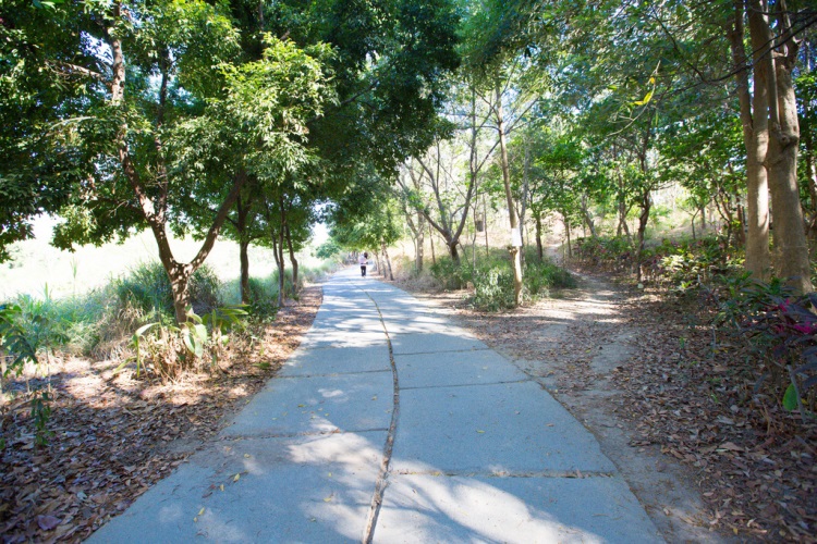 高雄市鳳凰山步道即日起列為登革熱高風險感染地點。 圖：翻攝自高雄旅遊網