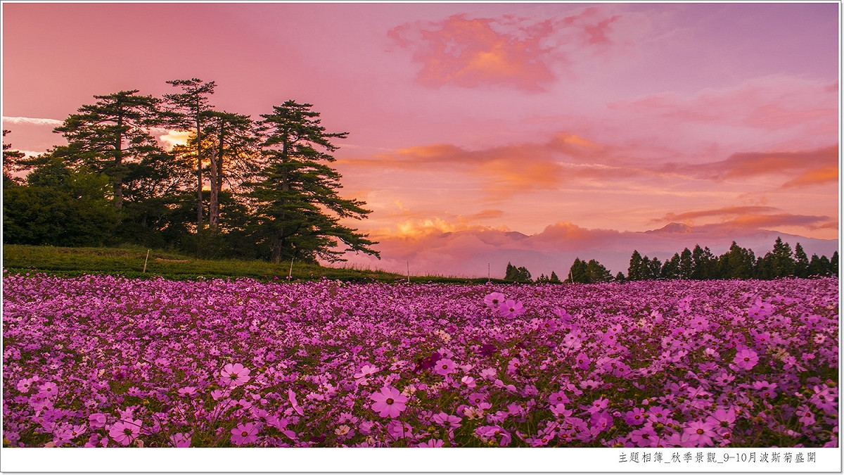 波斯菊花海配上夕陽美景可說是福壽山農場秋天經典畫面。 圖：翻攝自福壽山農場官網