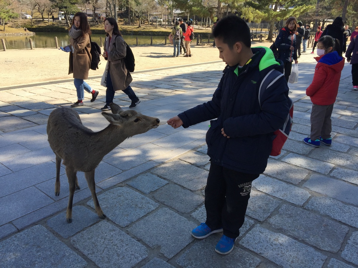 國人前往關西奈良旅遊時，常會買鹿餅享受餵鹿的樂趣 圖：奈良公園與梅花鹿互動的旅客，陳芳伶／攝(資料照)