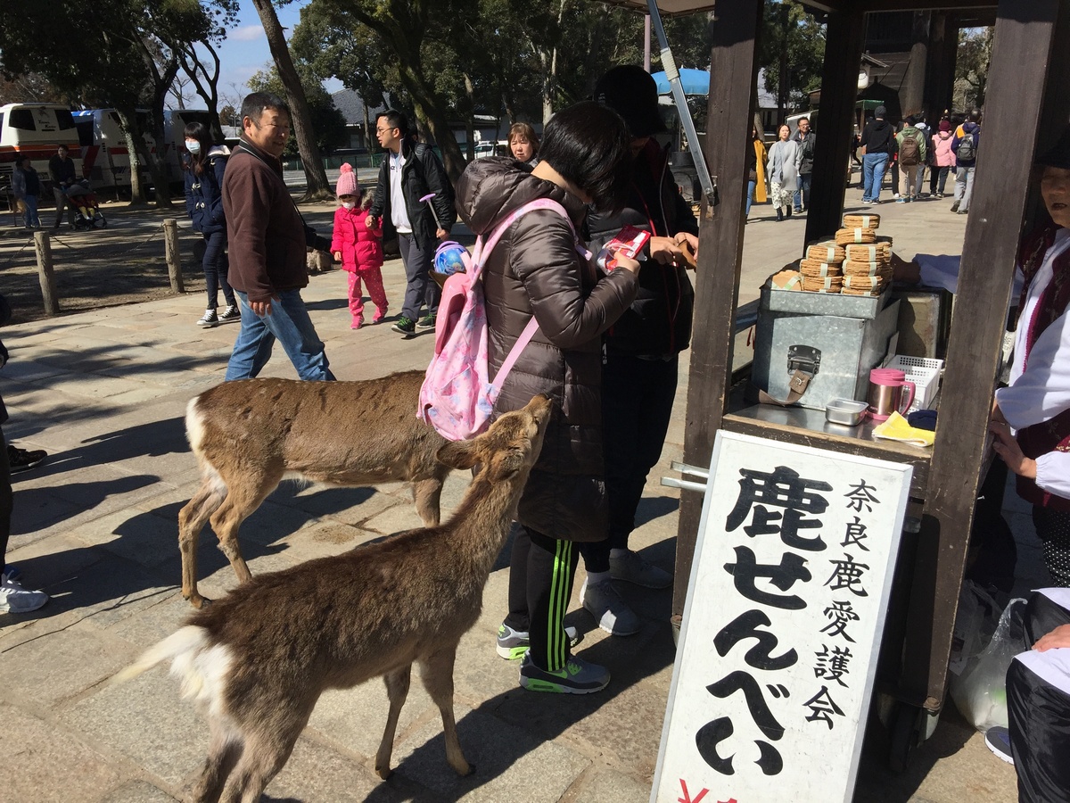奈良鹿餅已28年沒漲價，但受日本政府10月調漲消費稅影響，每束鹿餅將從現行的150日圓調漲為200日圓。 圖：陳芳伶／攝