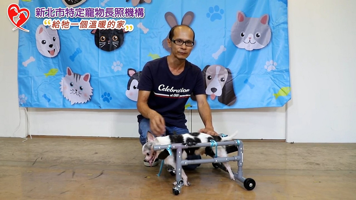 新北市動保處指導如何製作毛寶貝輪椅。  圖：新北市動保處提供
