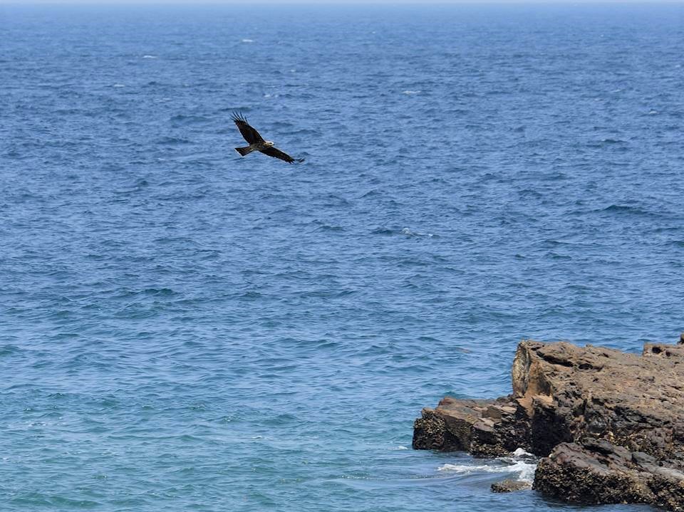 北海岸常見黑鳶盤旋。  圖：新北市動保處提供