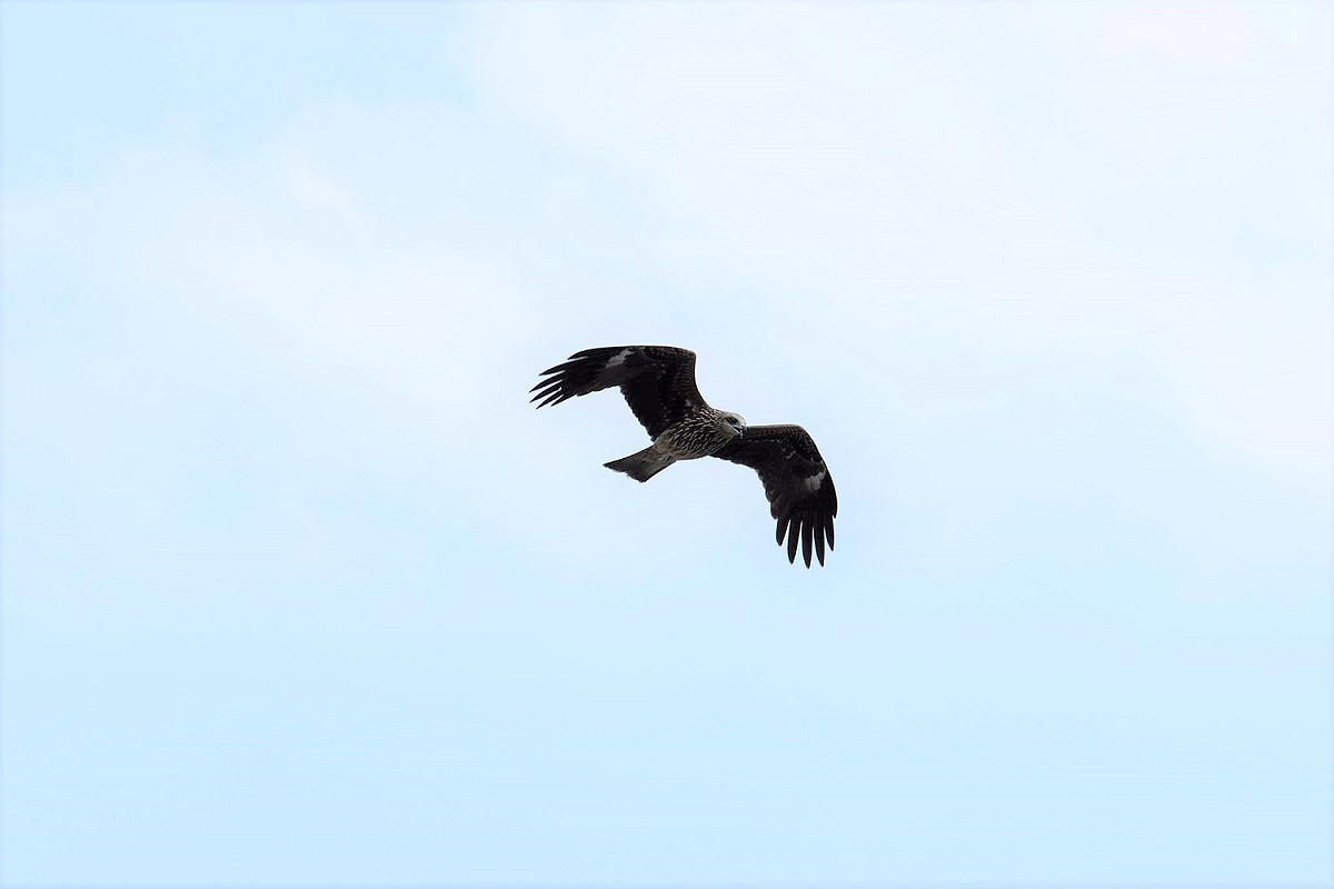 黑鳶遨翔天際的英姿。  圖：新北市動保處提供
