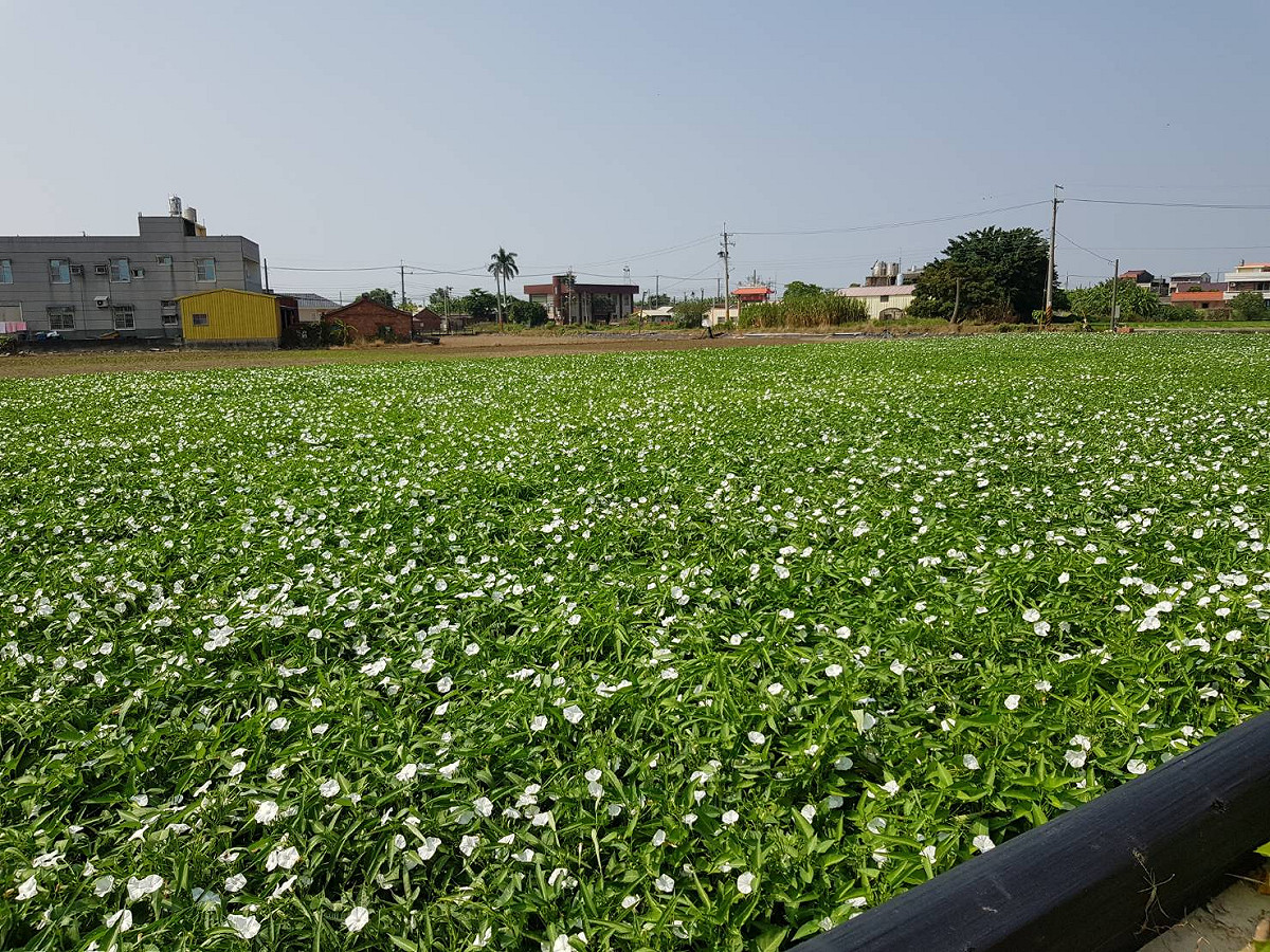 空心菜花海可說是嘉義限定的10月雪景色，在161縣道兩側有500公頃花海。 圖：翻攝自慢遊嘉義臉書