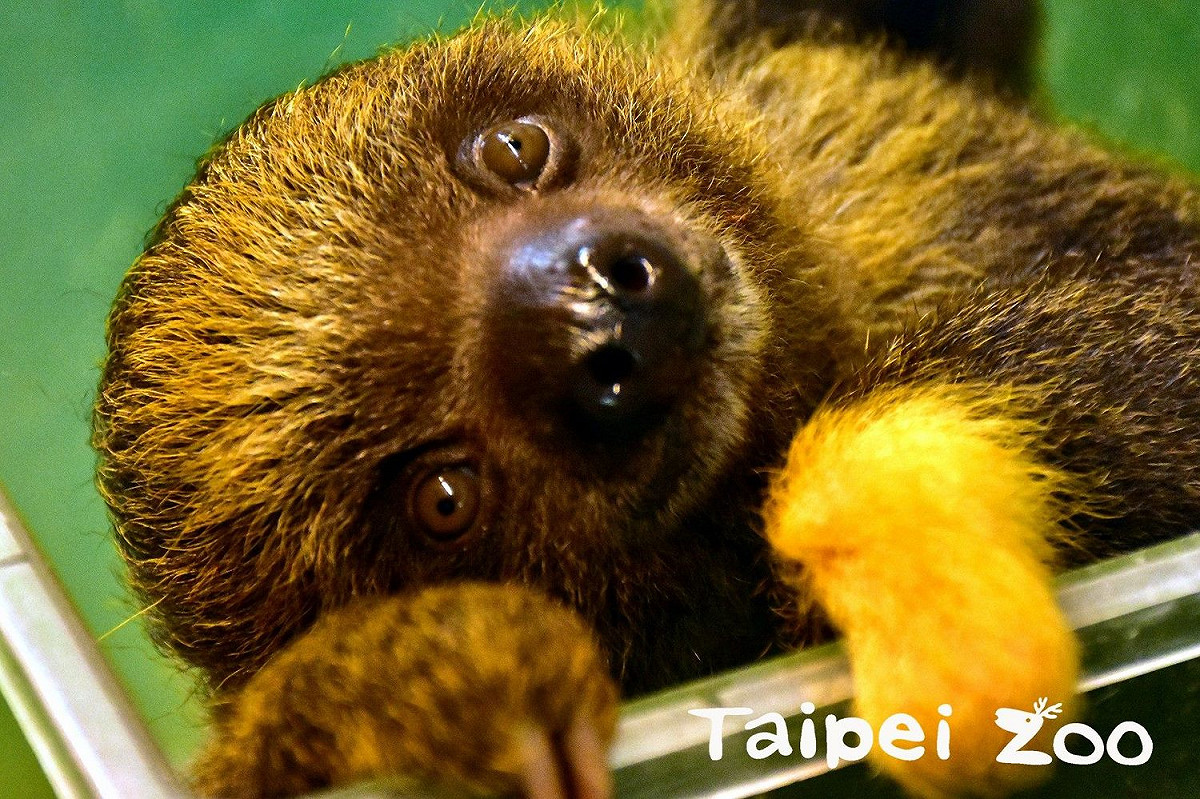 樹懶寶寶「葉紫」近日出生滿5個月了。 圖：台北市立動物園／提供