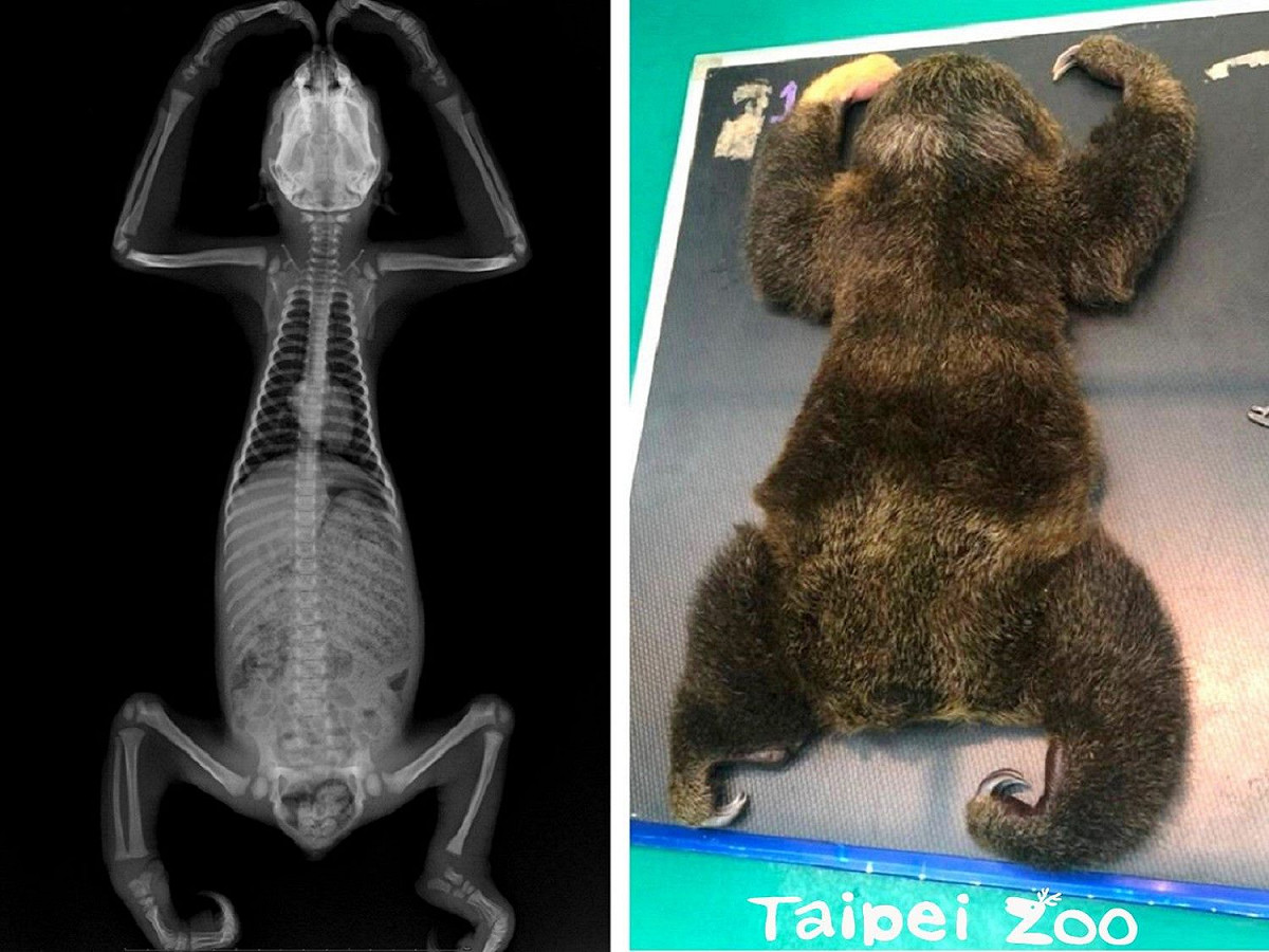 「葉紫」是動物園樹懶家族中的老么，健康檢查結果顯示牠非常健康。 圖：台北市立動物園／提供